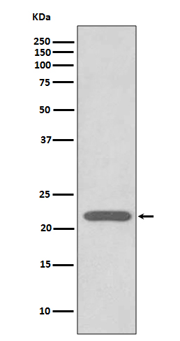 Peroxiredoxin 2 Ab