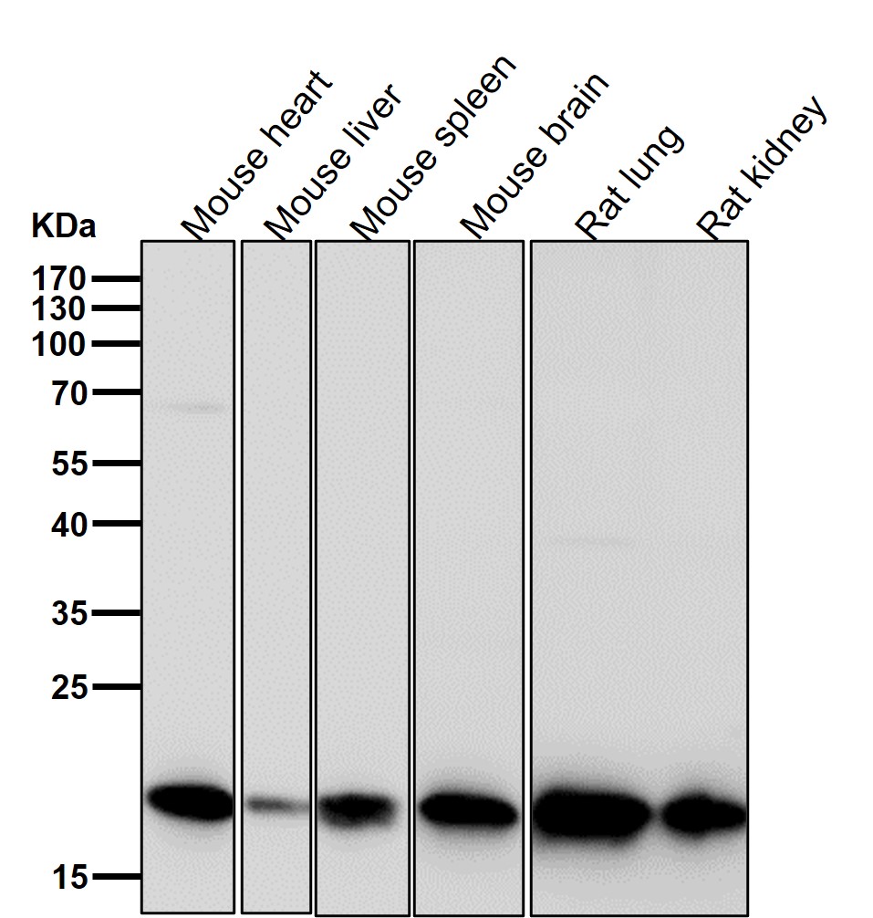 Peroxiredoxin 2 Ab