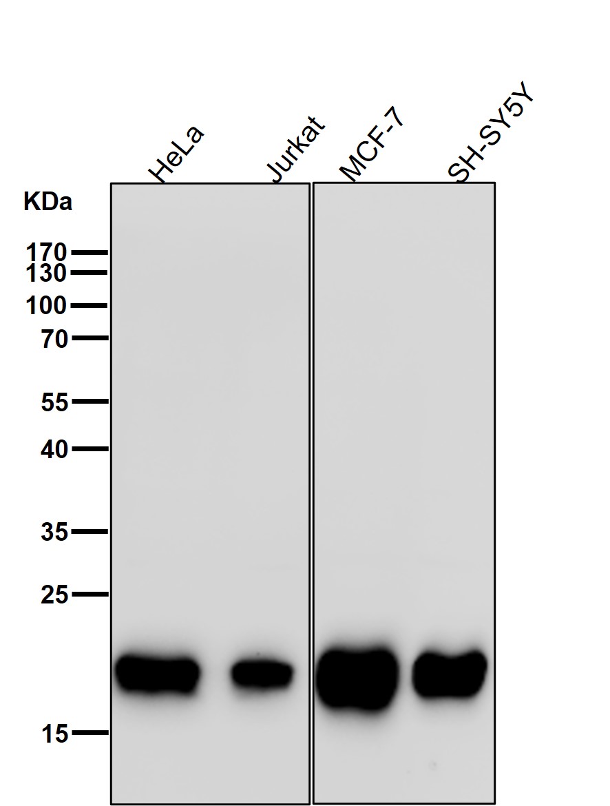 Peroxiredoxin 2 Ab