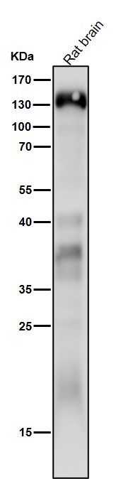 delta 2 Catenin Ab