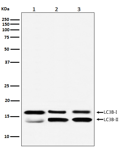 LC3B Ab