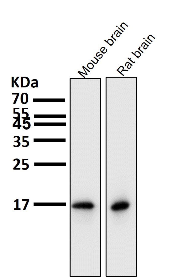 LC3B Ab