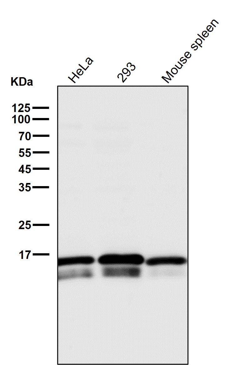 LC3B Ab