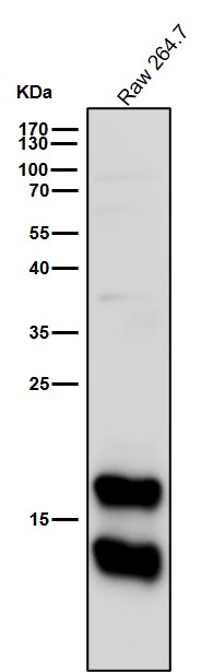 LC3B Ab