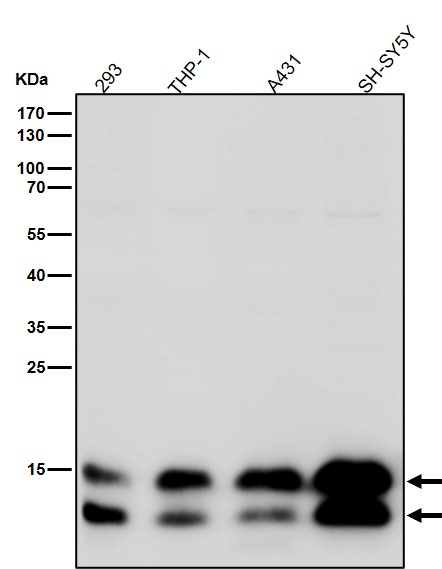 LC3B Ab