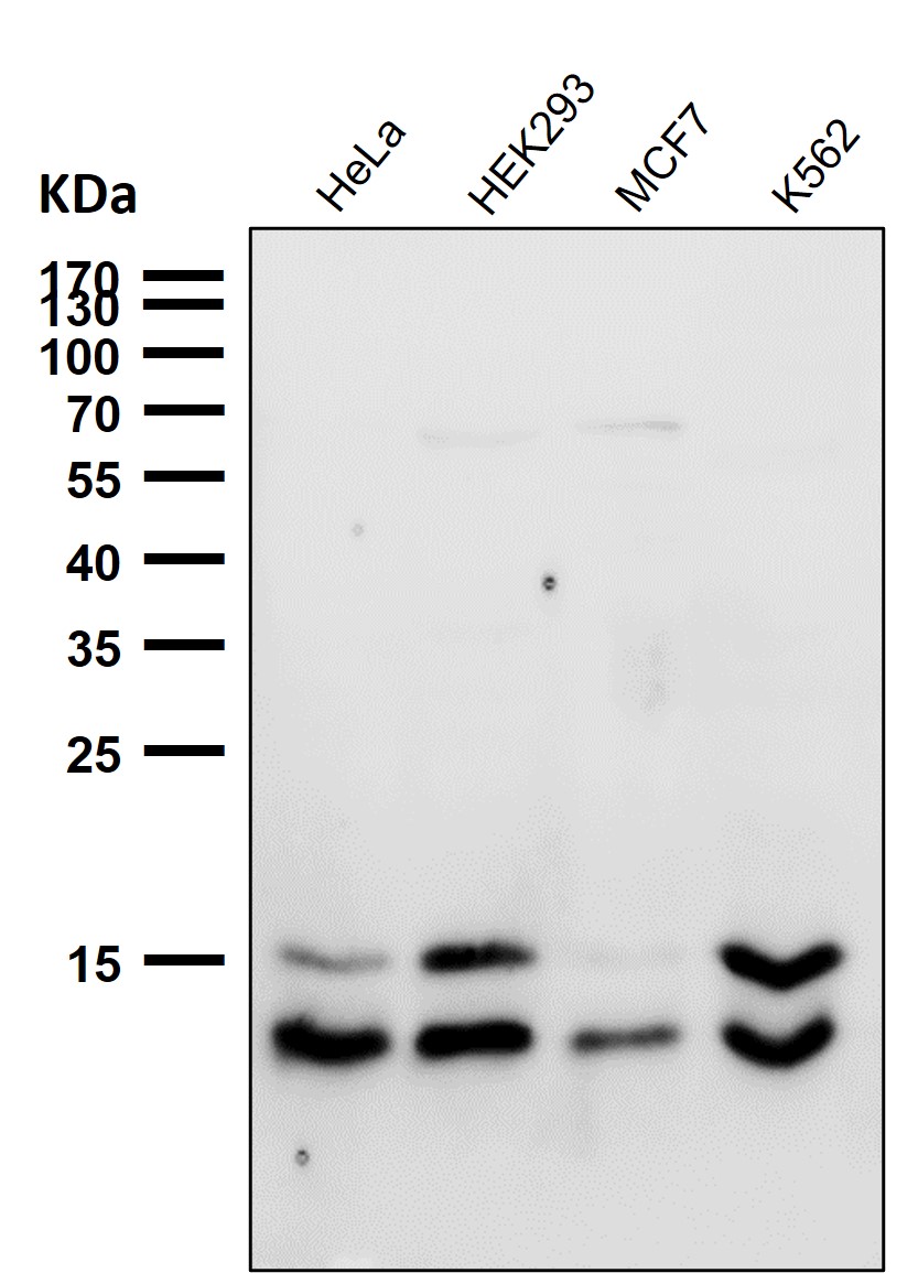 LC3B Ab