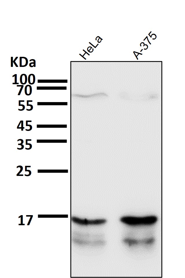 LC3B Ab