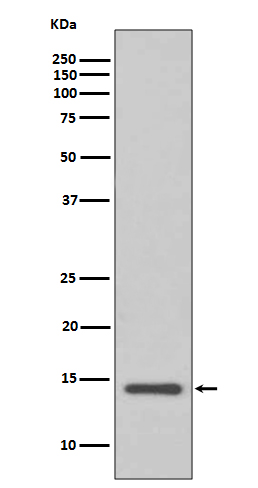 Cystatin C Ab