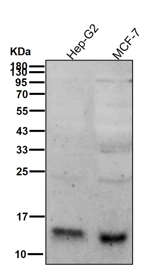 Cystatin C Ab