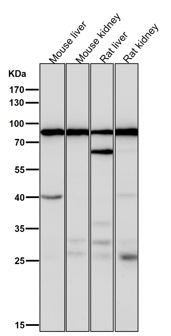 ACSS2 Ab