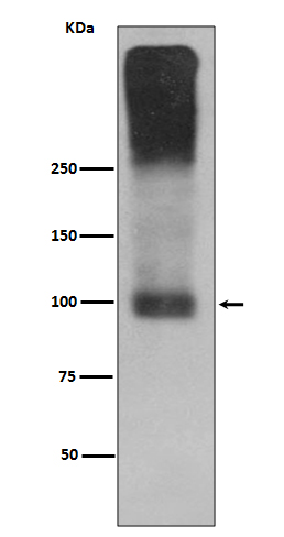 mGluR2 Ab