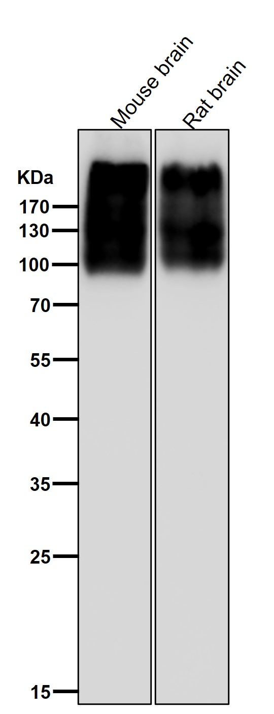 mGluR2 Ab