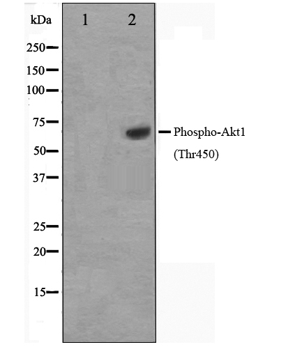 p-AKT1 (T450) Ab