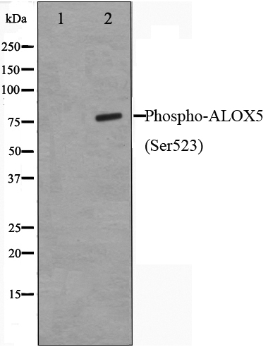 p-5 Lipoxygenase (S523) Ab