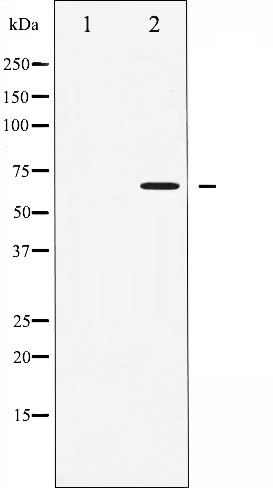 p-AMPK alpha 1/2 (T183/T172) Ab