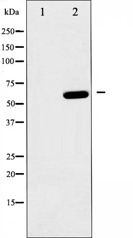 p-AMPK alpha 1 (S496) Ab