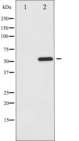 p-ATF2 (S112/S94) Ab