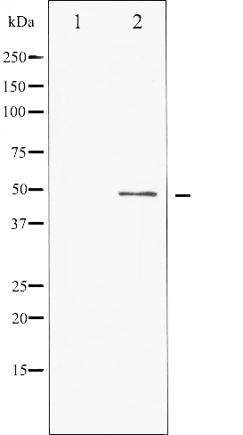 p-ATF2 (S62/S44) Ab