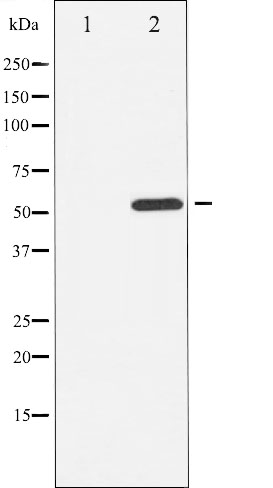 p-ATF2 (T69/T51) Ab