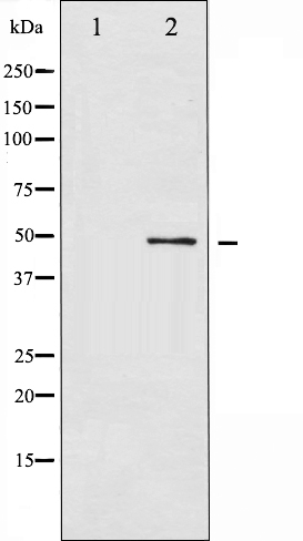 p-ATF2 (T71/T53) Ab