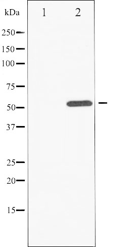 p-ATF2 (T73/T55) Ab