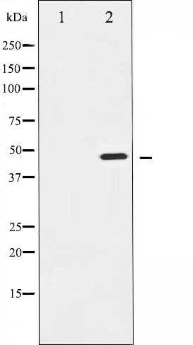 p-Aurora kinase A (T288) Ab