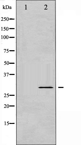 p-Bcl 2 L1 (S62) Ab