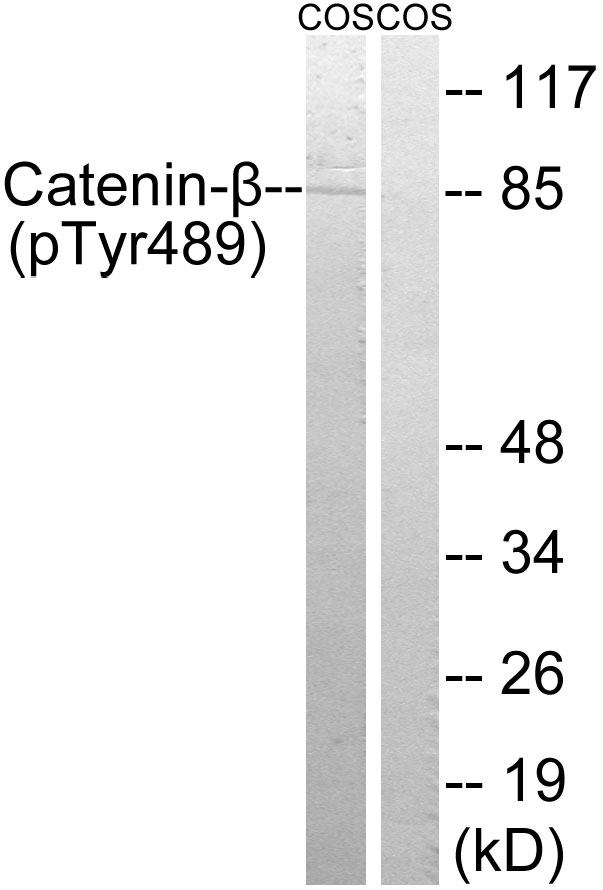 p-beta Catenin (Y489) Ab