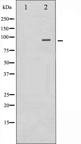 p-beta Catenin (S37) Ab