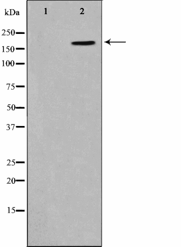 p-Mucin 1 (Y1229) Ab