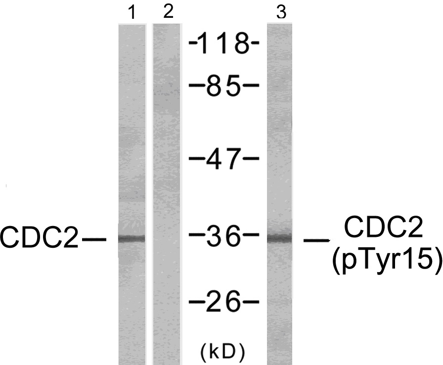 p-CDK1 (Y15) Ab