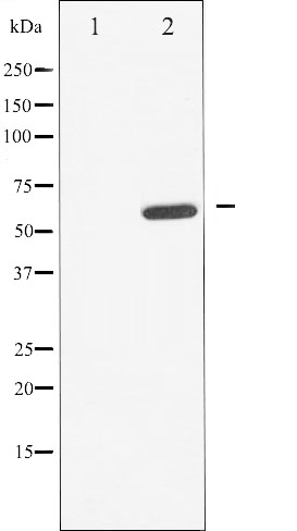 p-CDC25A (S178) Ab