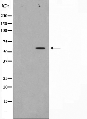 p-CDC25A (S76) Ab