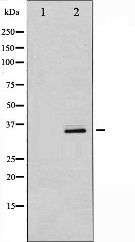 p-CDK5 (Y15) Ab