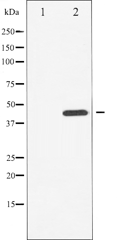 p-Chk1 (S296) Ab