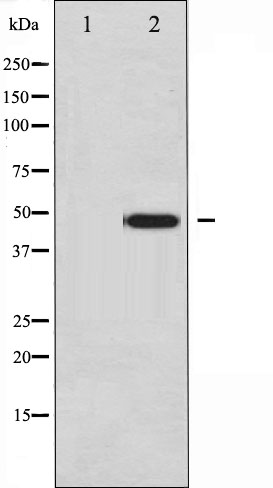 p-c Jun (Y170) Ab