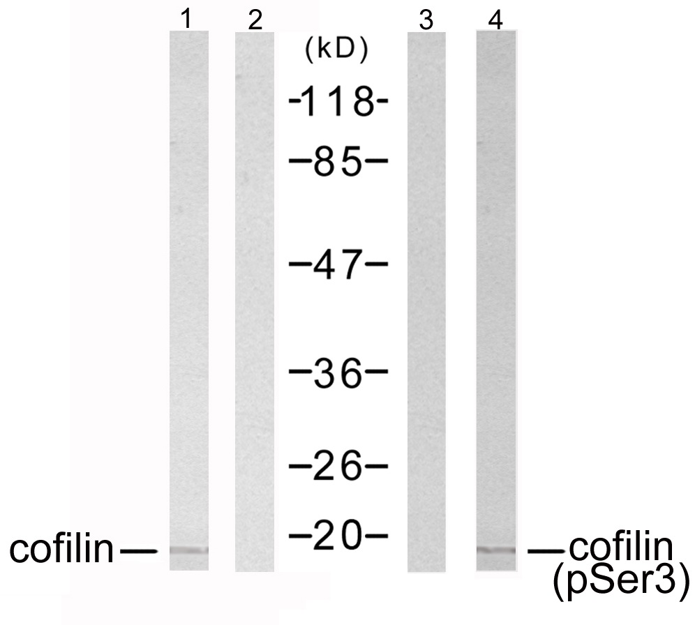 p-Cofilin (S3) Ab