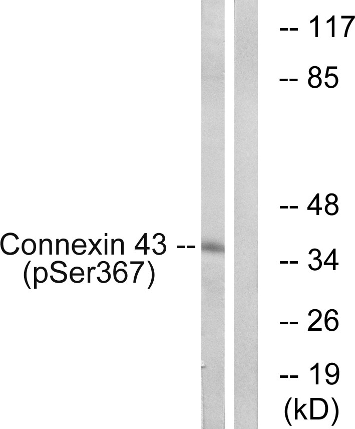 p-Connexin 43 (S367) Ab