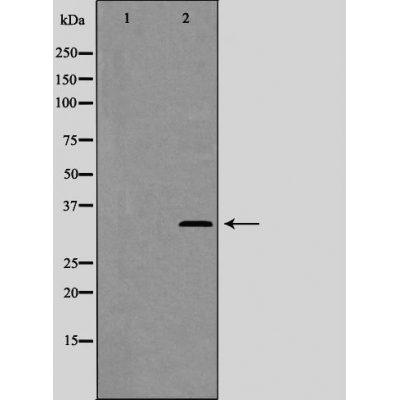 p-Cyclin C (S275) Ab