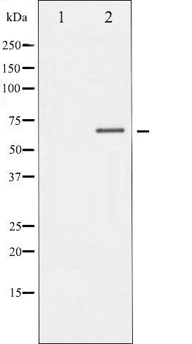 p-DRP 2 (T514) Ab