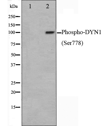 p-Dynamin 1 (S778) Ab