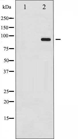 p-Dynamin 1 (S774) Ab