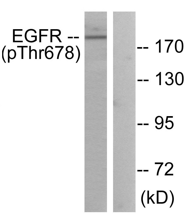 p-EGFR (T678) Ab