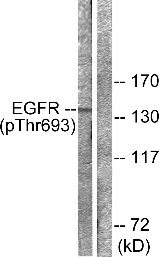 p-EGFR (T693) Ab