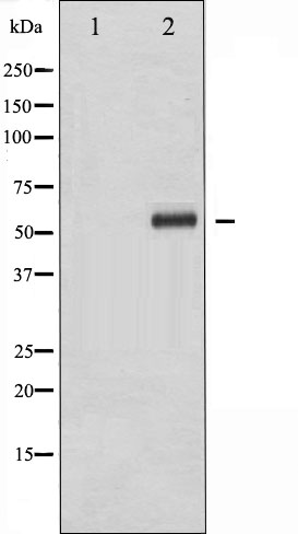 p-ELK1 (S383) Ab