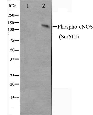 p-eNOS (S615) Ab