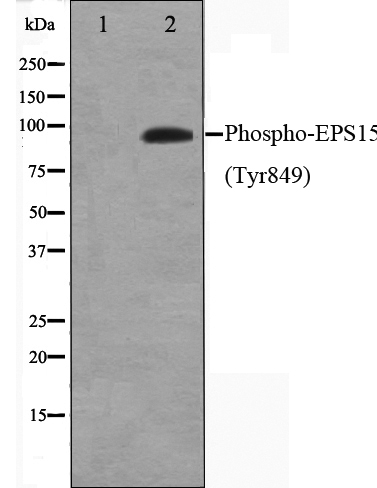 p-Protein Eps15 (Y849) Ab