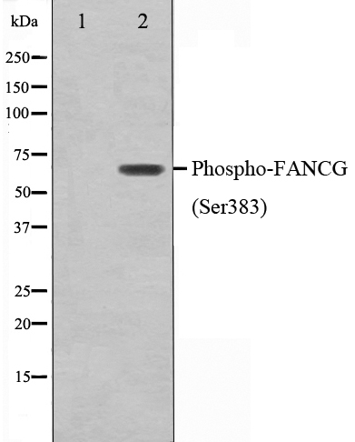 p-FANCG (S383) Ab