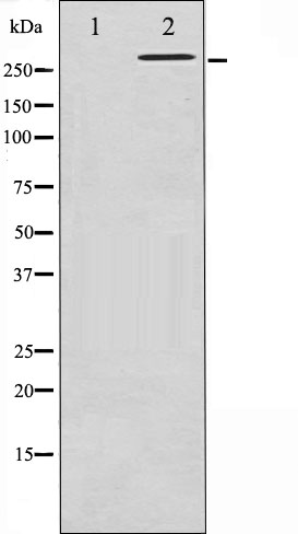 p-Filamin A (S2152) Ab