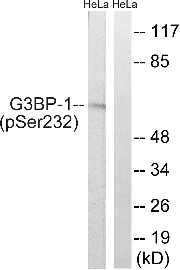 p-G3BP1 (S232) Ab